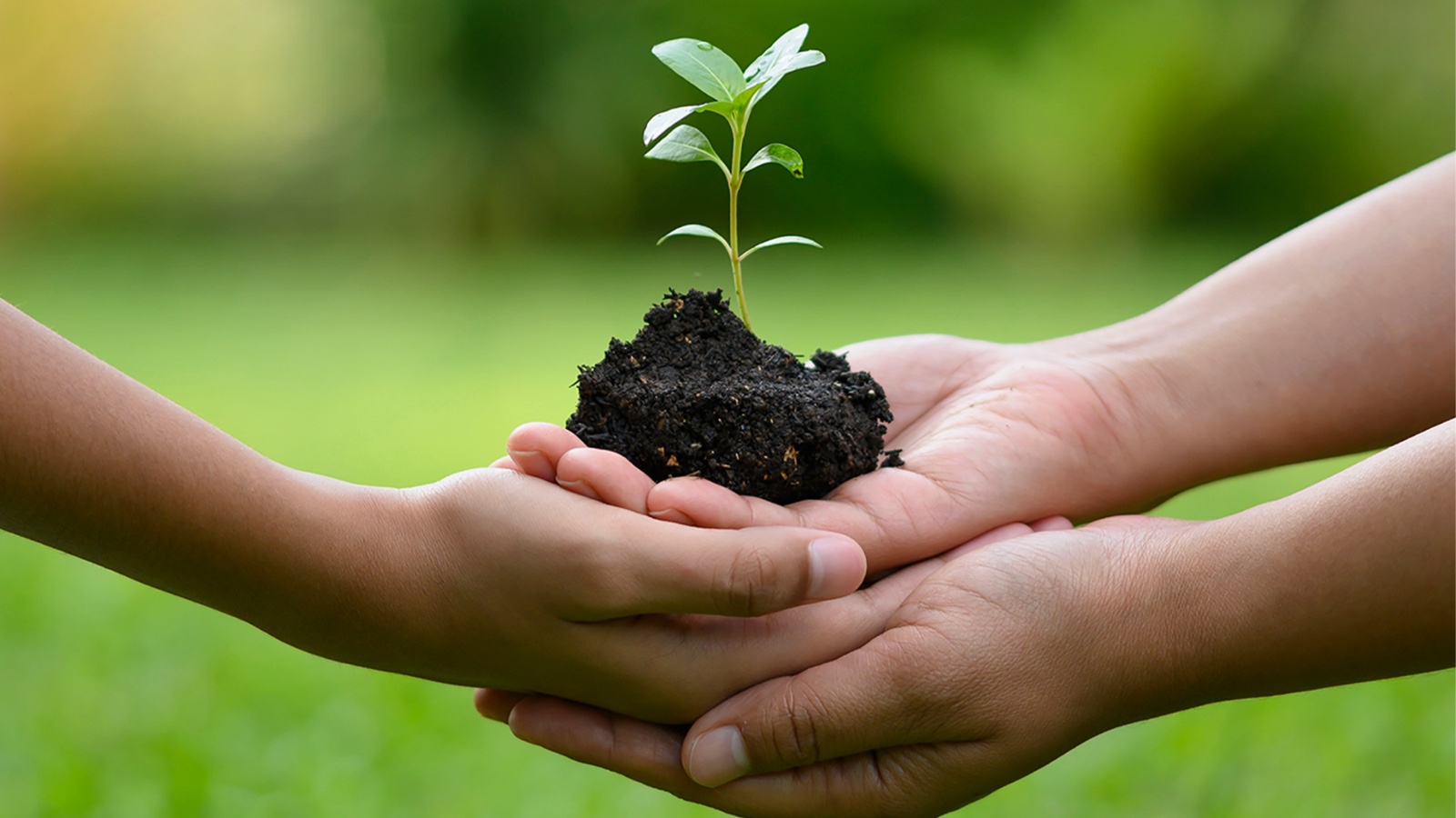 3 hands holding a plant